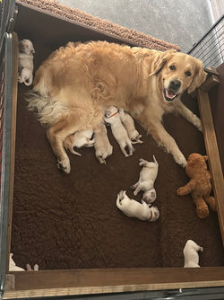 Trix-Jay pups 2026