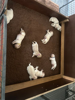 Trix-Jay pups 2026