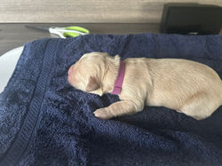 Trix-Jay pups 2026