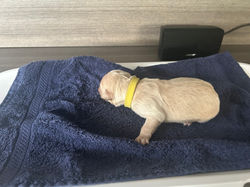 Trix-Jay pups 2026
