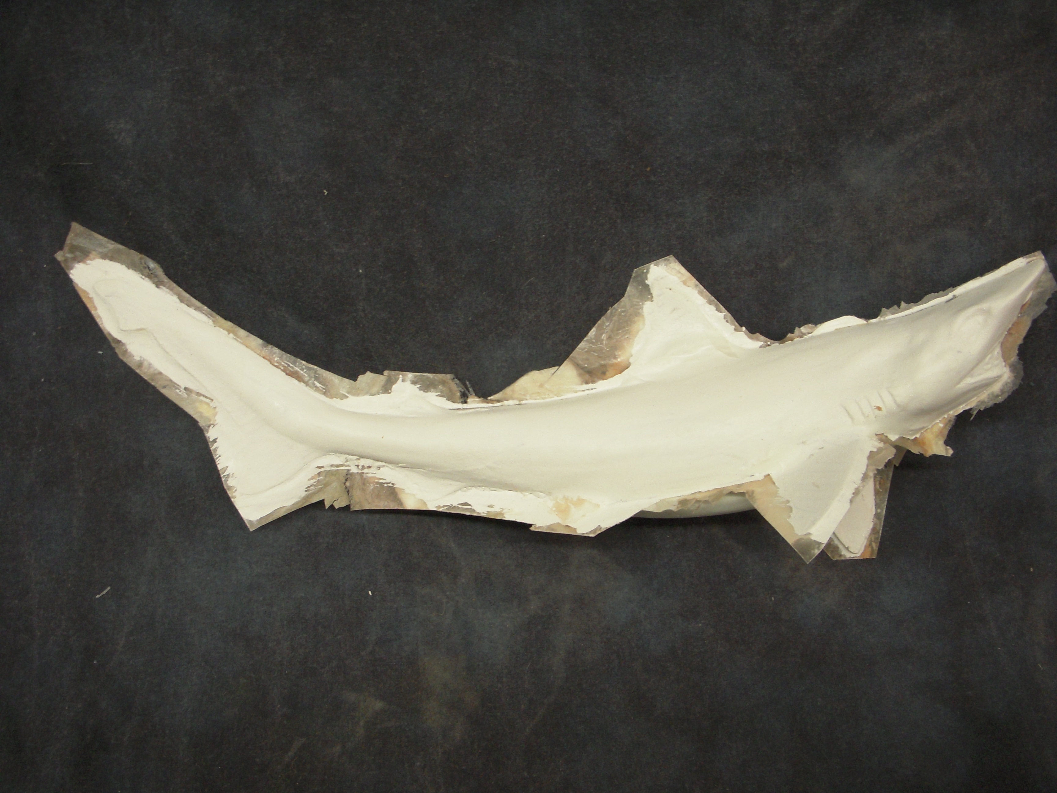 Shark, Blacktip (common sand shark), pg 1