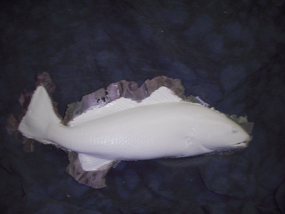 Thumbnail: Redfish