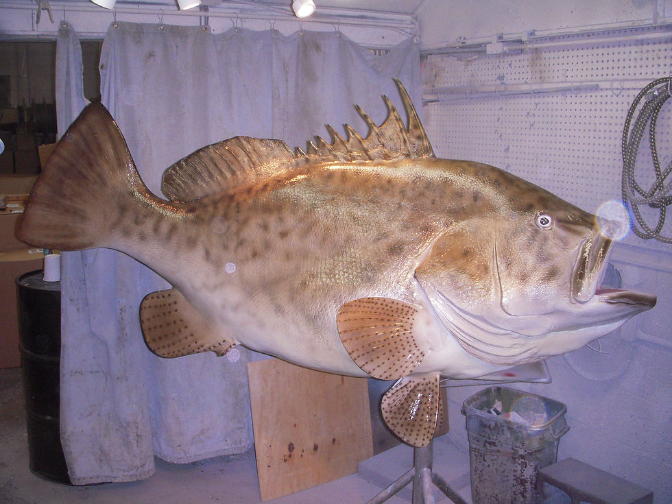 Grouper, Black