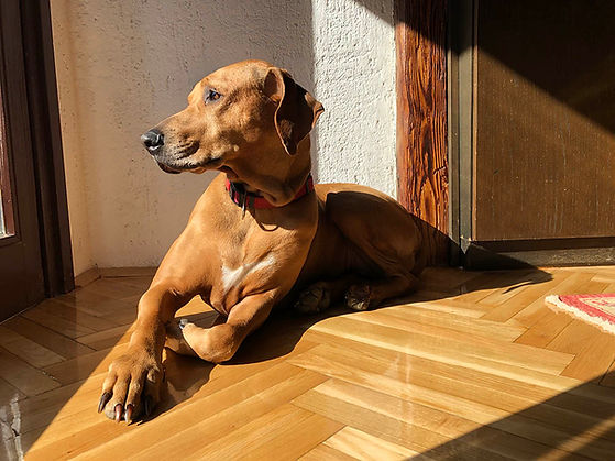 dog-sunbathing-KM954EH.jpeg