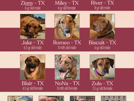 Dogs in Foster Care - June 2026