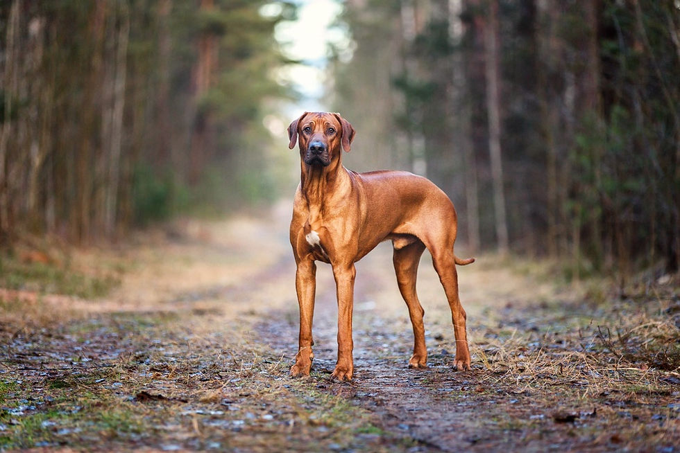 Rhodesian-Ridgeback_Shutterstock_Osetrik