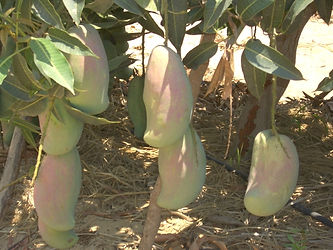 صديق.jpg
