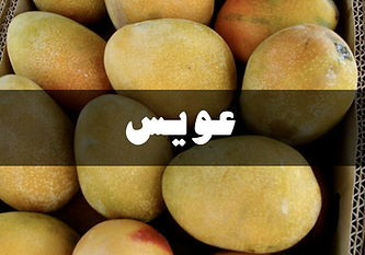 عويس.jpg