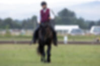 A rider in a red vest, white shirt, and black riding gear atop a black stallion trotting through a grassy field.