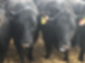 cows.jpeg
