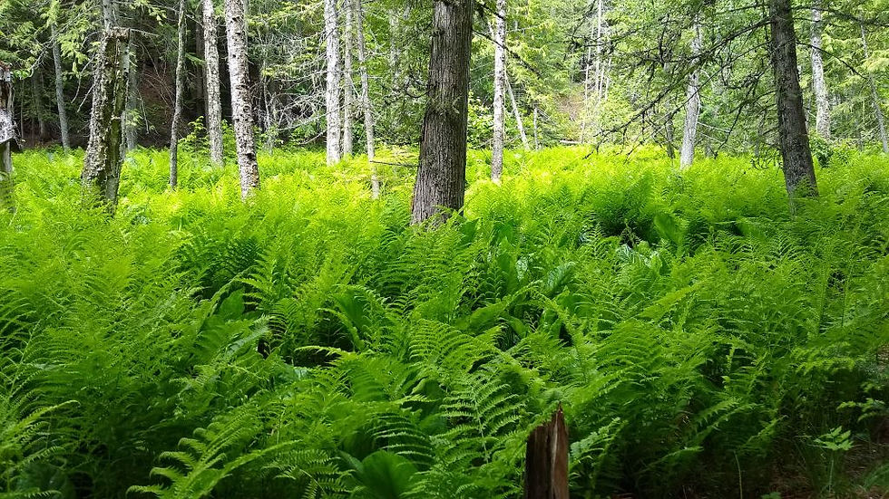 Fern Forest 4.jpg