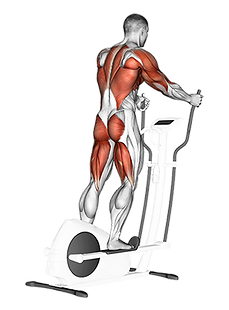 kardiyo rehberi, kardiyo nasıl yapılır, kardiyo hareketleri, hııt kardiyo, lıss kardiyo, en iyi yağ yakma egzersizleri, kardiyo yararları, kardiyo nasıl yapılır