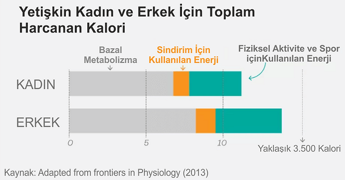 yetişkin kadın ve erkekler için toplam harcanan kalori, bazal metabolizma hesaplama, bazal metabolizma, bazal metabolizma nedir, günlük kalori ihtiyacı, bazal metabolizmanın günlük kalori ihtiyacında ki yeri, bazal metabolizma nasıl ölçülür, bazal metabolizmaya etki eden faktörler, bazal metabolizma ne demektir
