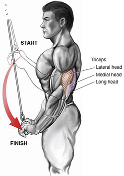 arka kol kası anatomisi nedir, arka kol kası anatomisi, arka kol hangi kaslardan oluşur, arka kol kasları, triceps uzun başı, triceps kısa başı, arka kol çalışırken hangi kaslar çalışır triceps anatomy, arka kol anatomisi inceleme, arka kol kasları, arka kol egzersizleri hangi kasları çalıştırır, arka kol egzersizleri anatomisi, arka kol egzersizleri triceps kası anatomisi nedir, triceps kası anatomisi, triceps hangi kaslardan oluşur, triceps kasları, triceps muscle triceps, triceps çalışırken hangi kaslar çalışır triceps anatomy, triceps anatomisi inceleme, triceps kasları, triceps egzersizleri hangi kasları çalıştırır, triceps egzersizleri anatomisi, triceps egzersizleri