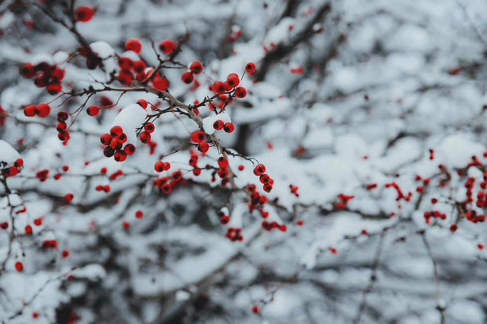 natale e solitudine