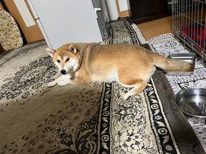 新型コロナ対策