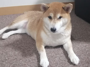 シャンプーしました