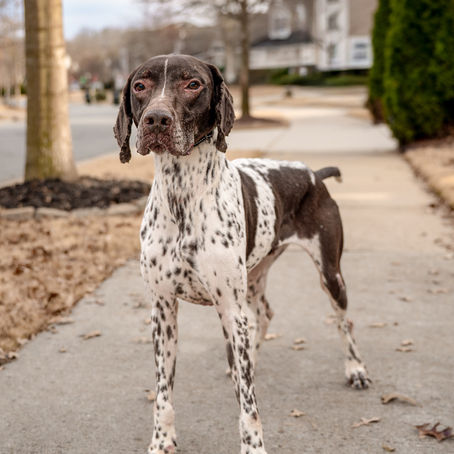 The Carolina Animal Welfare Crisis: Why It Matters