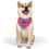 Thumbnail: Sloan and Finn Animal Rescue Alumni Pet Bandana | Pink