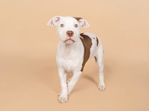 Setting New Boundaries: Creating Structure for Your New Dog