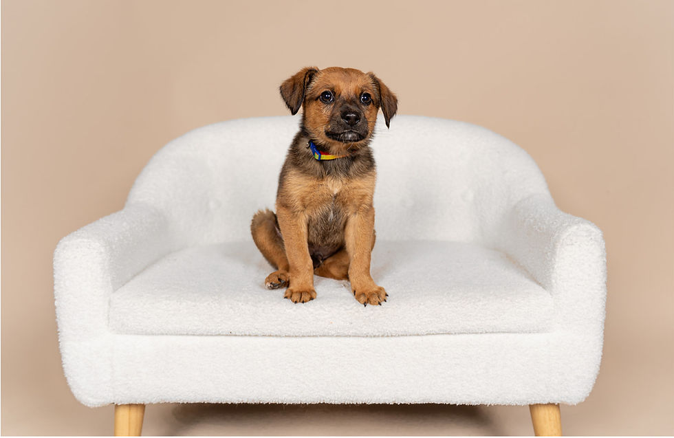 Foster Myths 