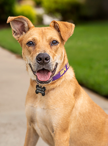 Screen Shot 2025-06-17 at 9.56.31 AM.png