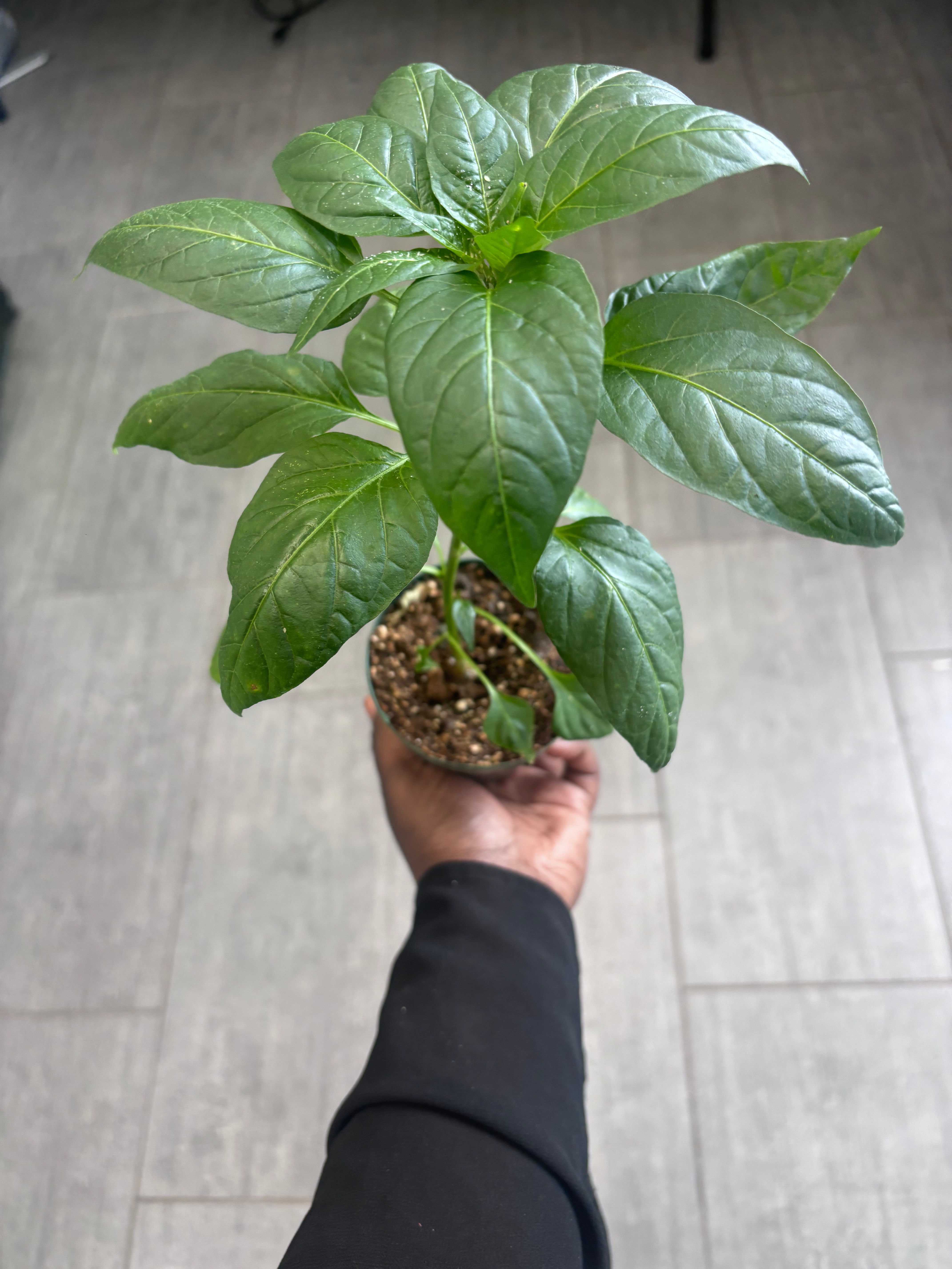 African & Caribbean Habanero Pepper Seedling (Rodo)