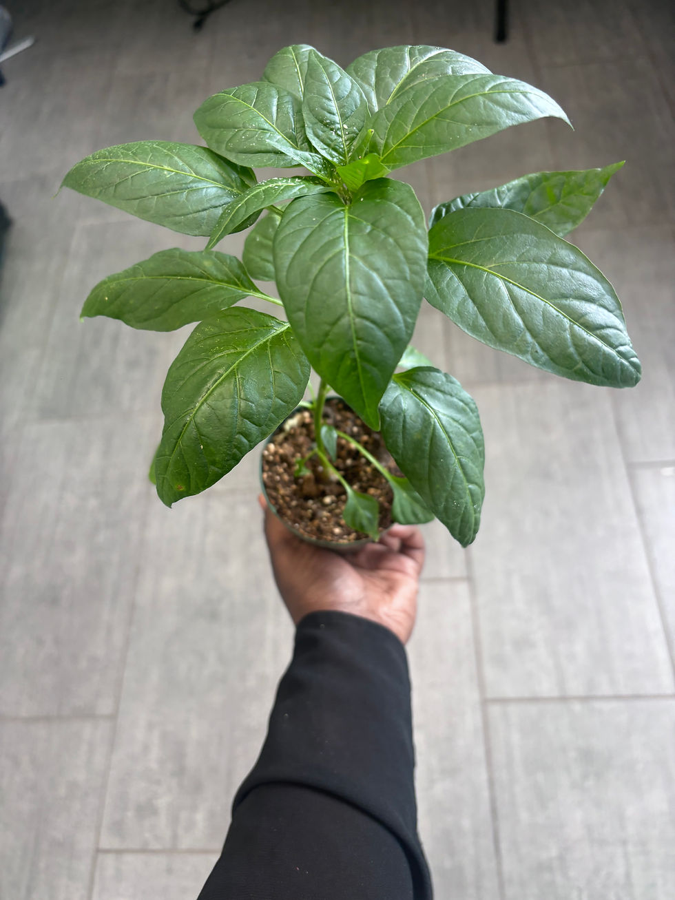 Thumbnail: African & Caribbean Habanero Pepper Seedling (Rodo)