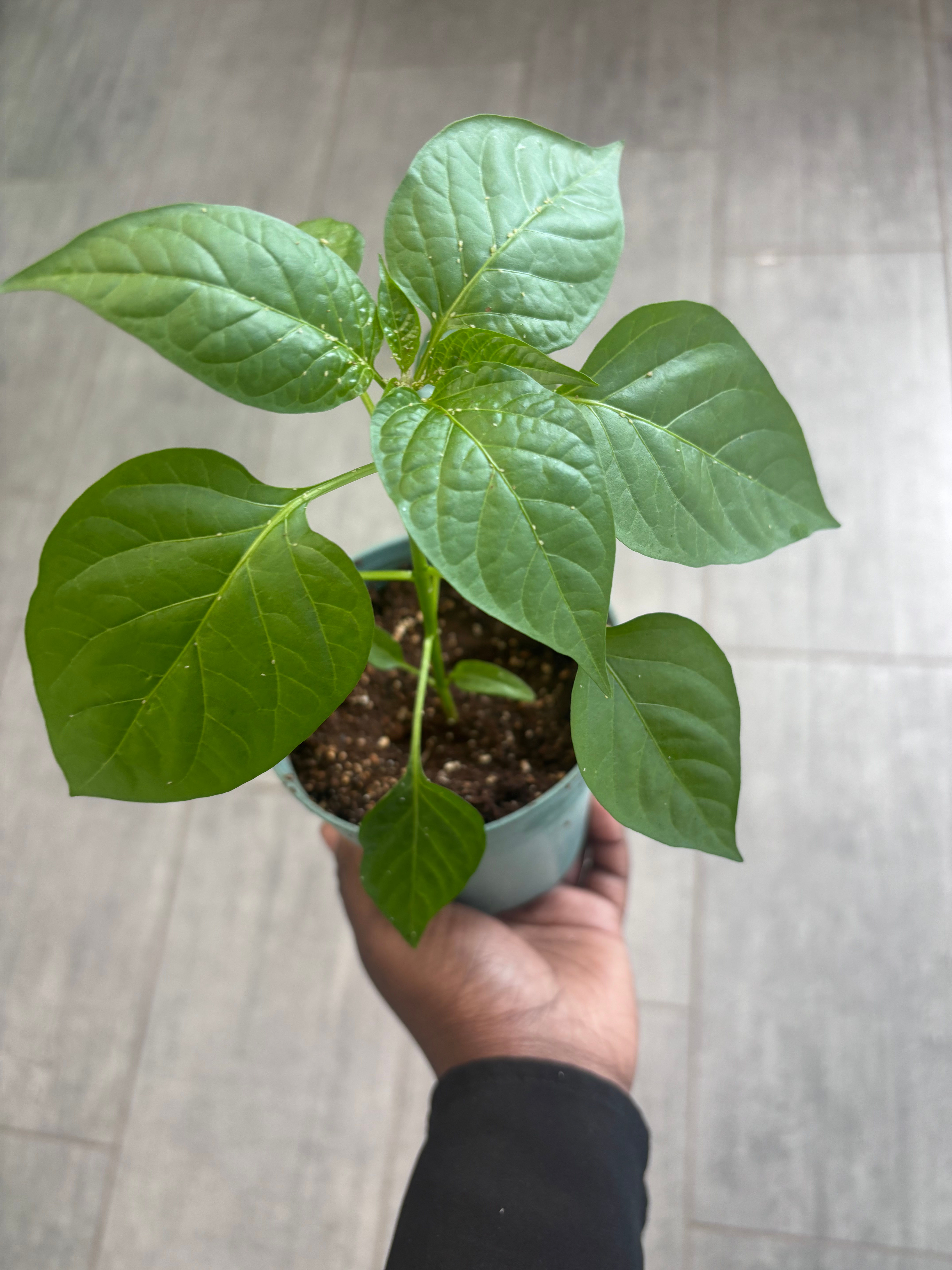 Poblano/Ancho Pepper Seedling 