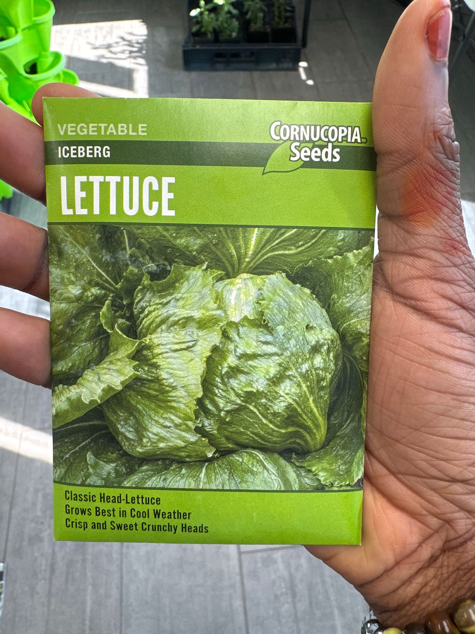 Thumbnail: LETTUCE-Iceberg
