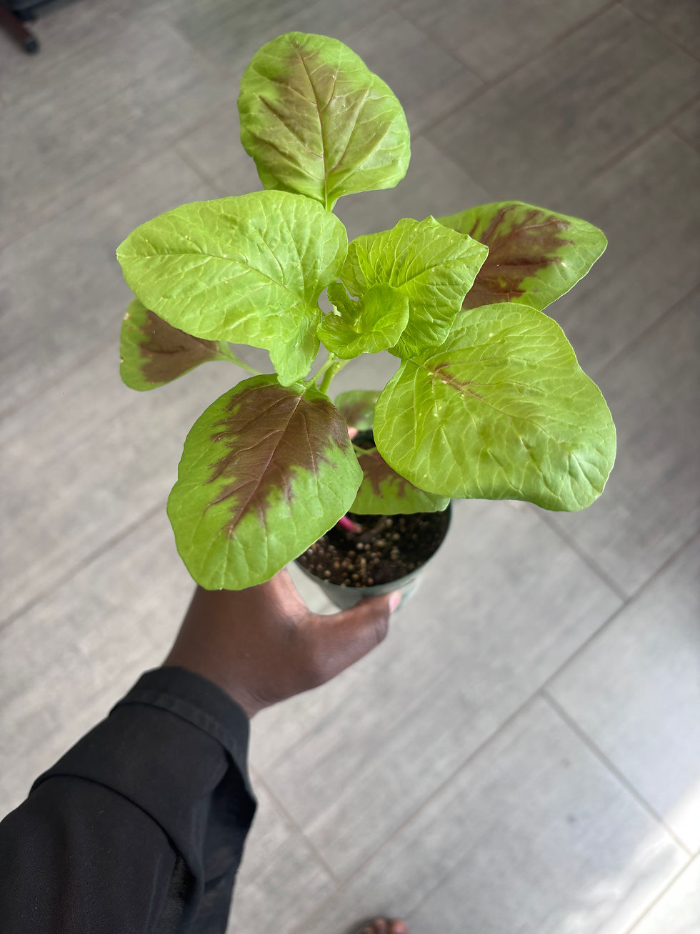 Thumbnail: Chinese Spinach/Lagos Spinach Seedling