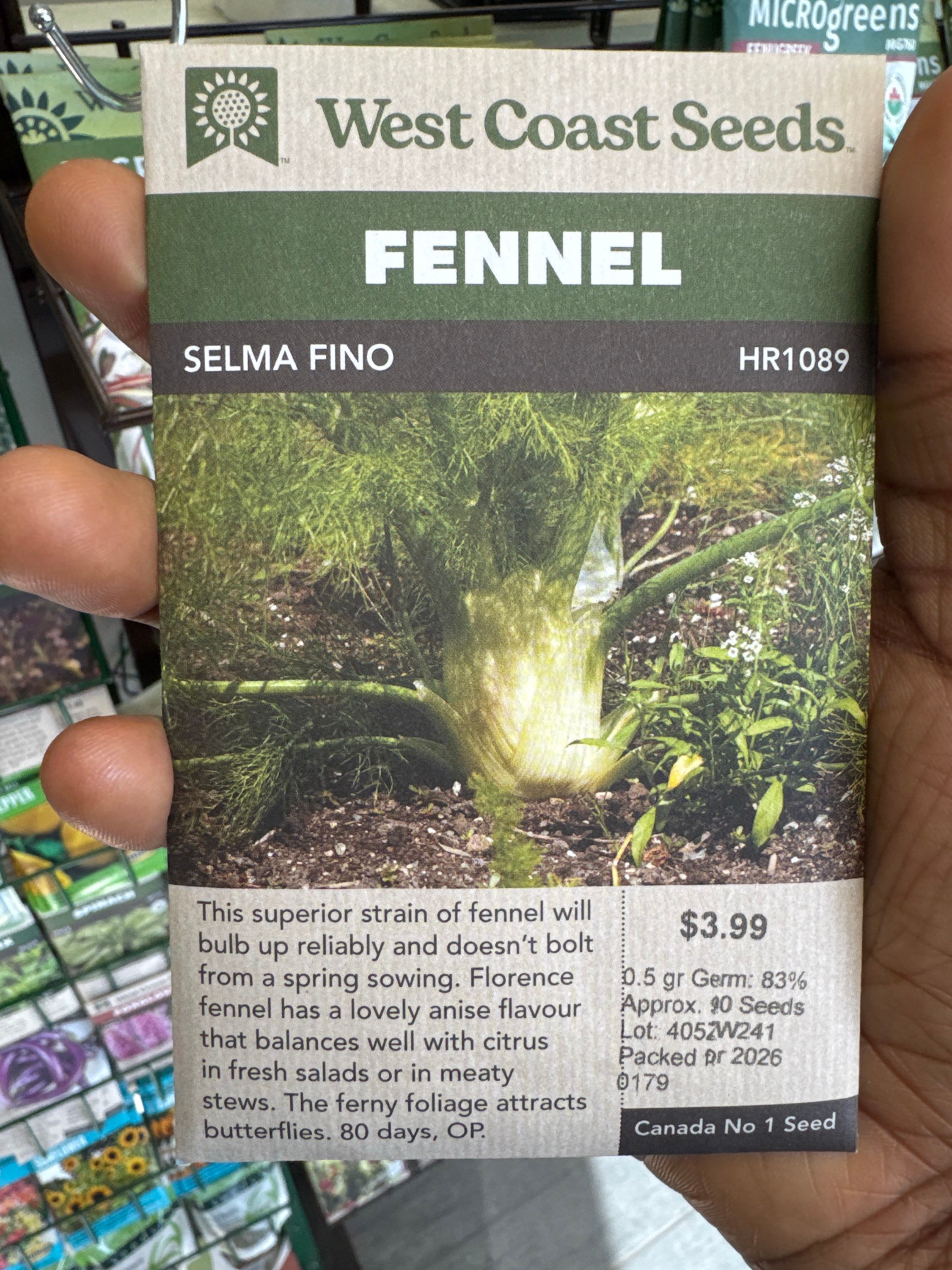 FENNEL-Selma fino