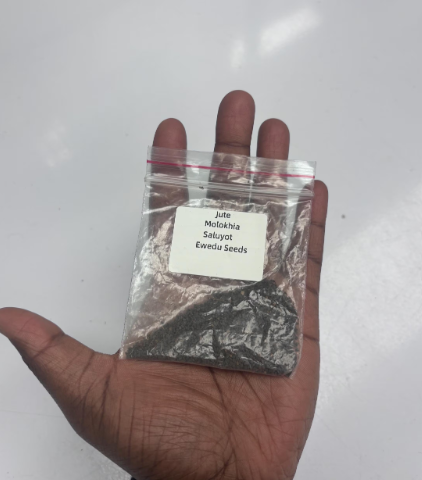 Thumbnail: Ewedu Molokhia Saluyot Seeds | High Germination Tested|