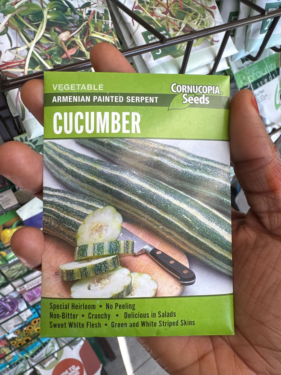 Thumbnail: CUCUMBER ARMENIAN PAINTED  SERPEND-Cornucopia Seeds