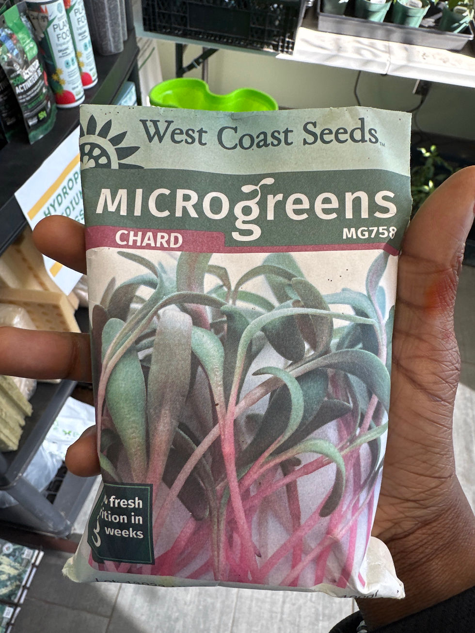 Thumbnail: MICROGREENS-Chard