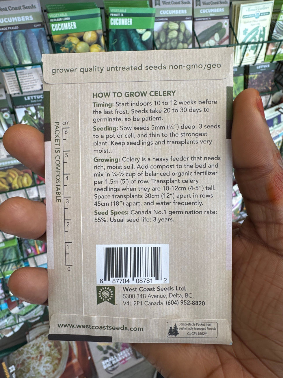 Thumbnail: CELLERY- Chinese Yellow Stem