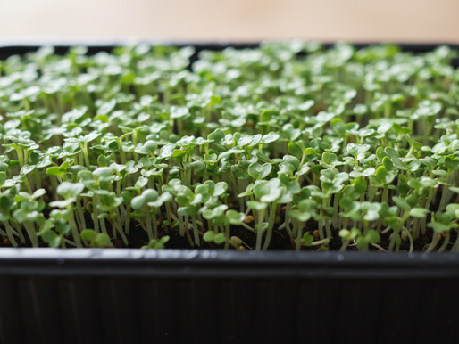 Broccoli Microgreens Growing Tips: Growing Broccoli Microgreens from Seeds