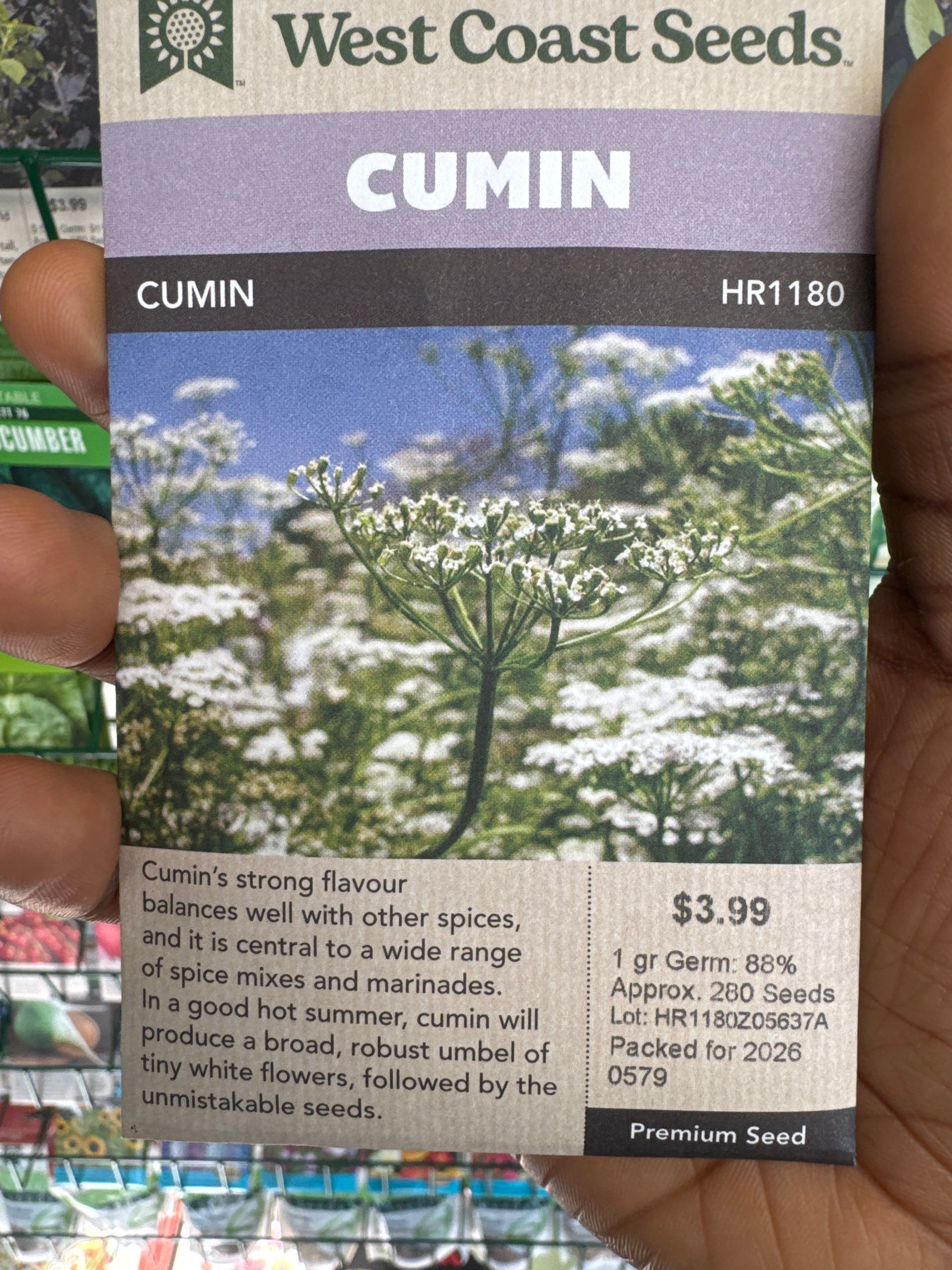 CUMIN-cumin