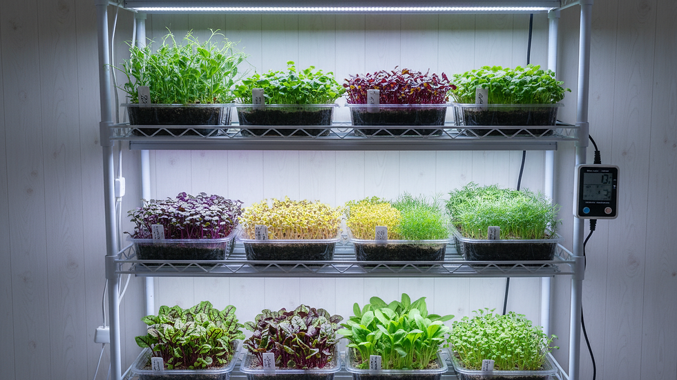 Eye-level view of a small indoor hydroponic setup growing various microgreens