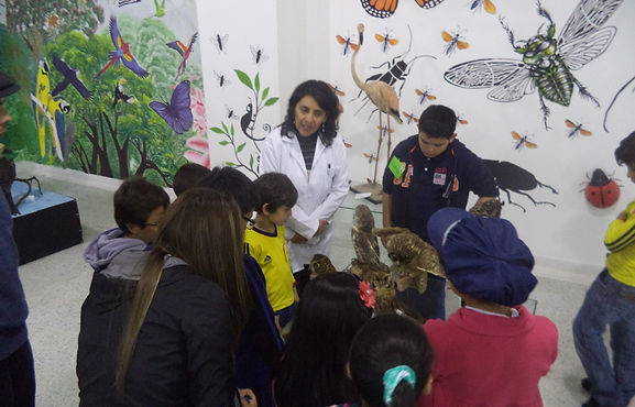 Observación de ejemplares del Museo