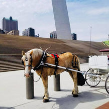 Brookdale Farms horse drawn carriage ride at St. Louis Arch