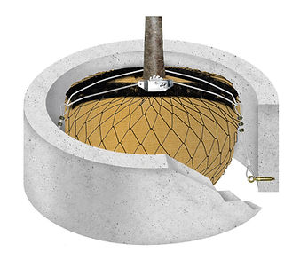 Platipus Rootball Drawing - Concrete Rin