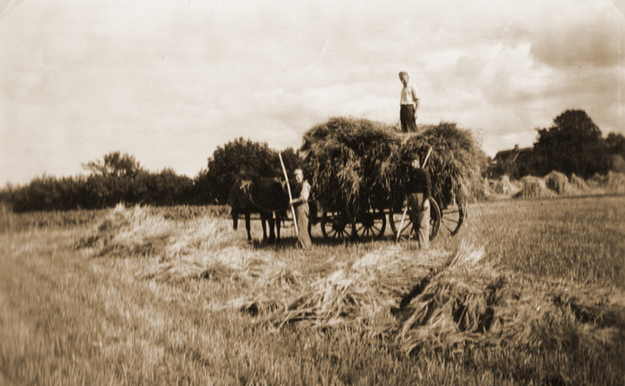 Heuernte um 1955 im Fjord Cottage