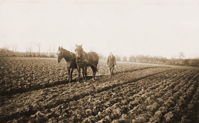 Pflügen mit dem Pferd