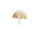 Gingko En Tête.png