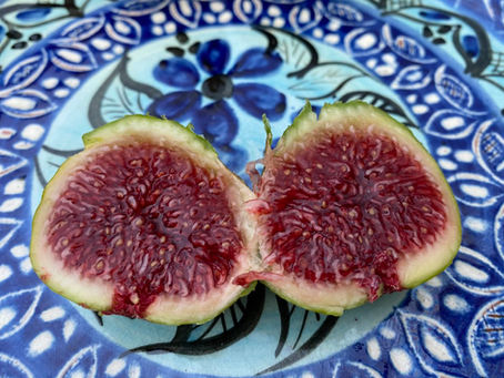 Adriatická skupina fíkovníků - jedny z nejlepších pozdních odrůd vůbec