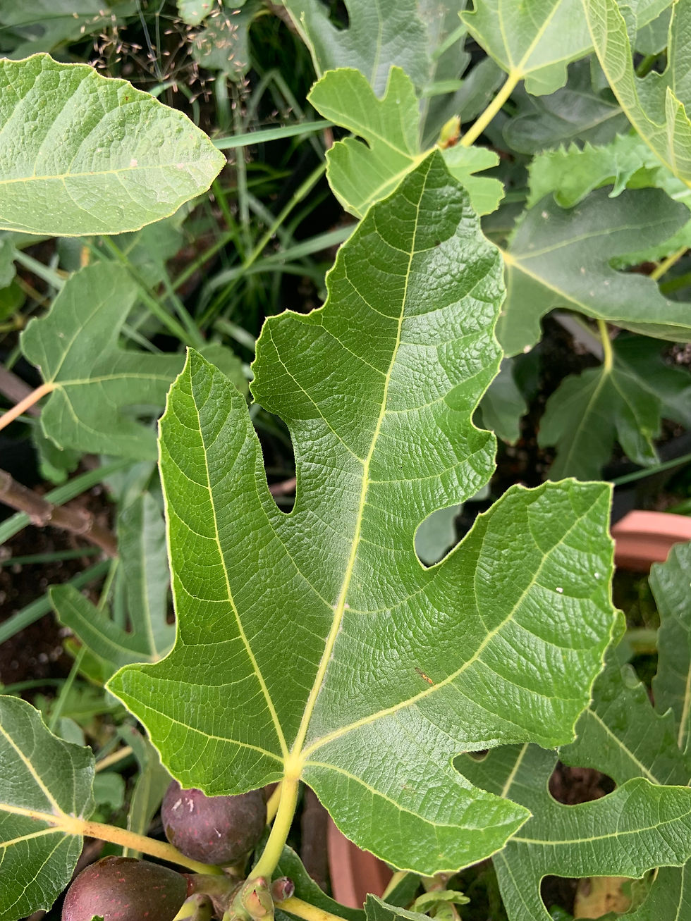 Listy jsou celkem variabilní především v prvních dvou letech a nedoporučuje se identifikace podle listů