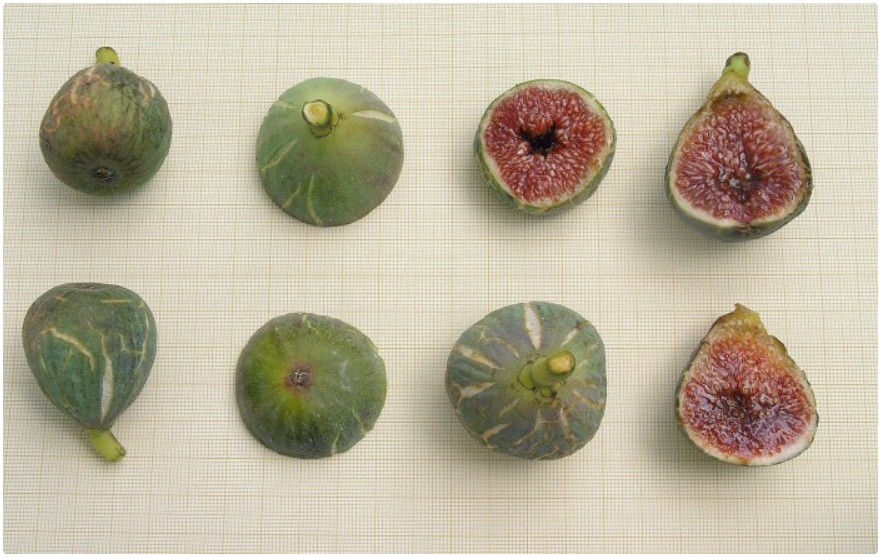 Rozřízlý fík Bergunya