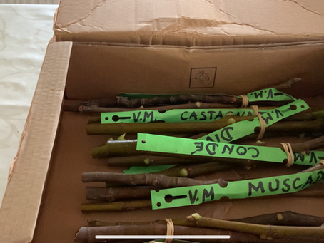 Řízky od Figues Du Monde (FdM) -  Co dostanete a za kolik?