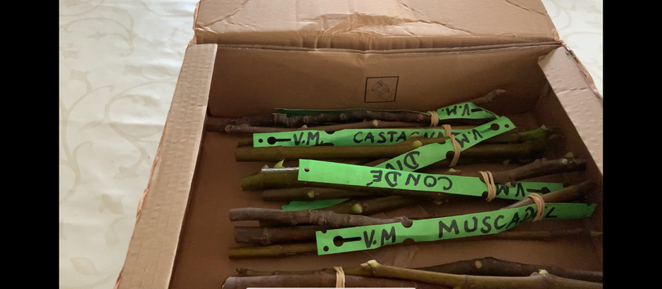 Řízky od Figues Du Monde (FdM) -  Co dostanete a za kolik?